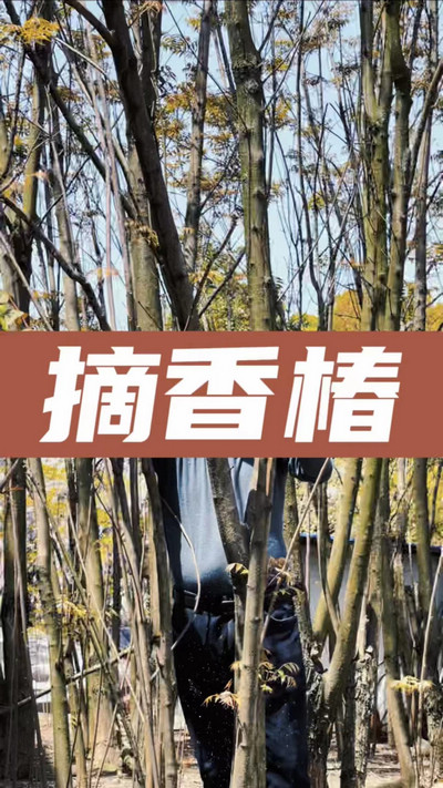 香椿雞蛋有，就缺二兩酒！